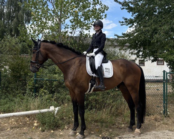 Dressurpferd Mon Coeur 33 (Westfale, 2017, von E.H. Millennium)