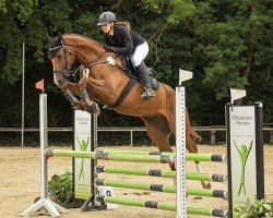 jumper Kai (German Sport Horse, 2018, from Kaid H Z)