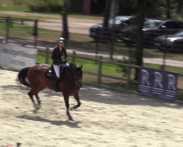 Reitturnier Westergellersen 2025