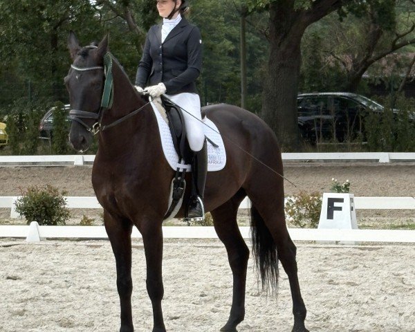 dressage horse Grand Golo (German Sport Horse, 2020, from Kastel's Grand Galaxy Win)