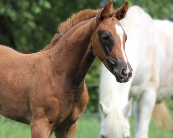foal by Frau Körner (Hanoverian, 2025, from Franziskus FRH)
