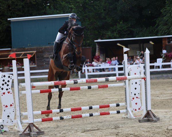 Springpferd Cornet Clas van Eeckelghem (Belgisches Warmblut, 2018, von Cornet Obolensky)