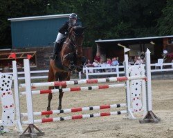 jumper Cornet Clas van Eeckelghem (Belgian Warmblood, 2018, from Cornet Obolensky)