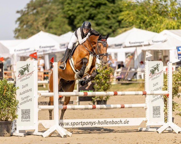 Springpferd Daccio 3 (Deutsches Sportpferd, 2016, von Dieu-Merci van T&L)