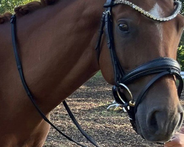 horse Dwalin vom Erebor (Hanoverian, 2021, from Da Costa)