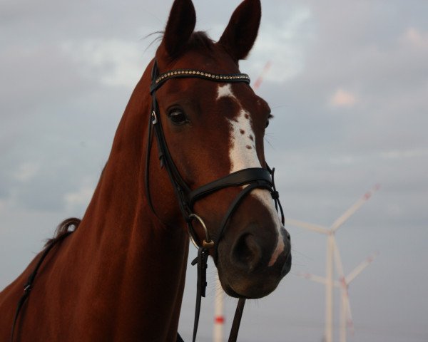 jumper Volluto mio (Hanoverian, 2010, from Valentino)