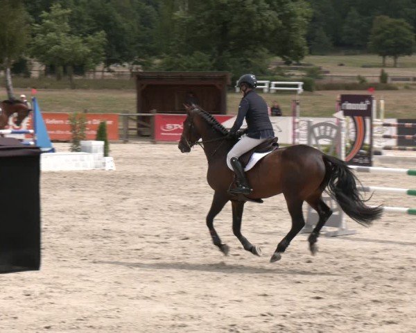 Reitturnier Westergellersen 2025
