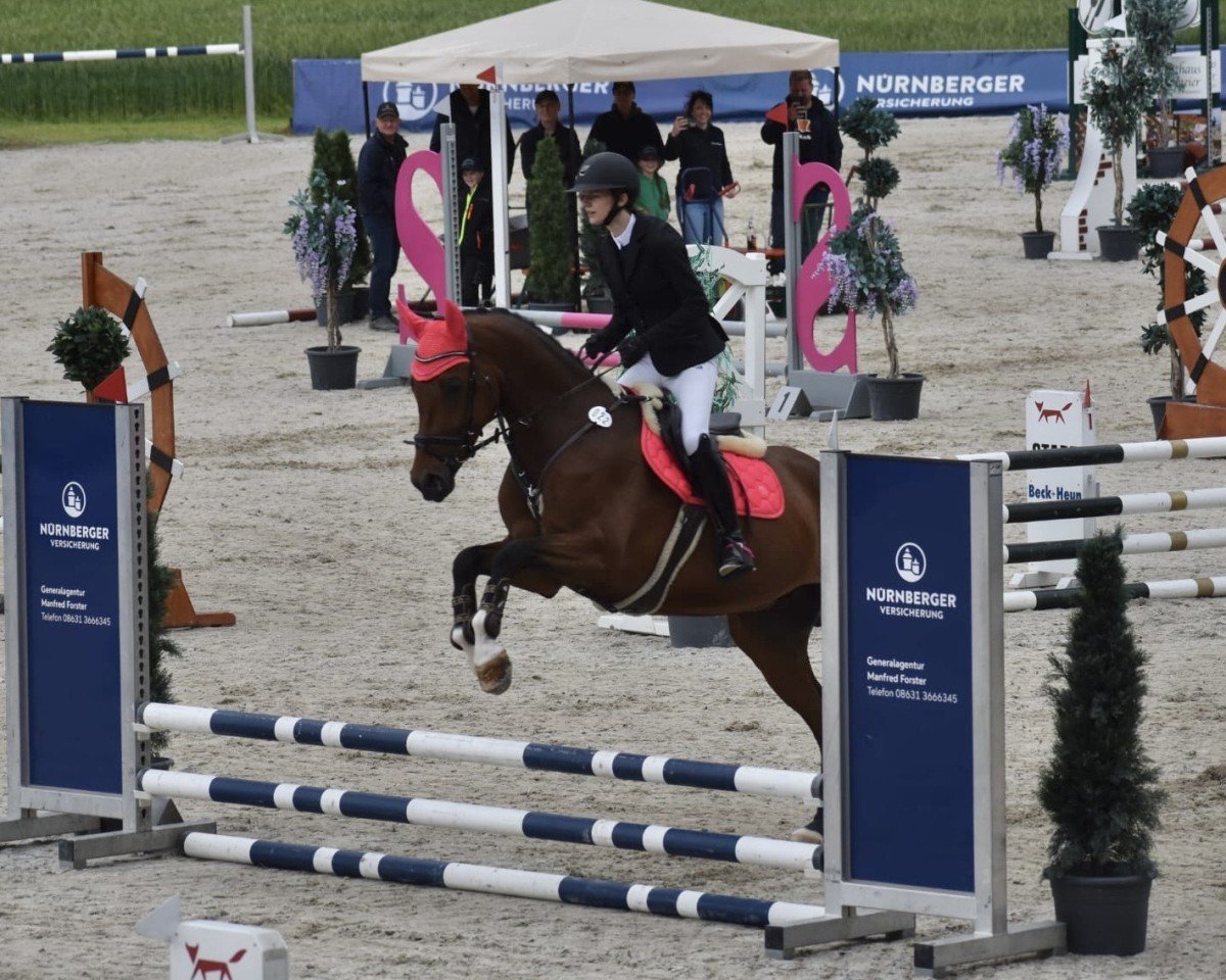 Springpferd Mugo 3 (Deutsches Sportpferd, 2019, von Manchester van't Paradijs)