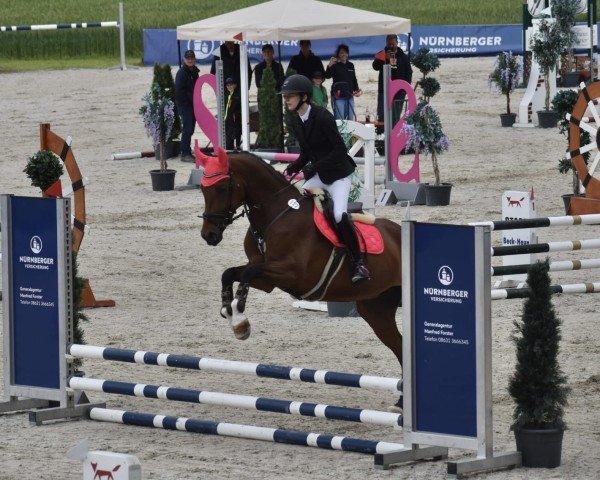 jumper Mugo 3 (German Sport Horse, 2019, from Manchester van't Paradijs)