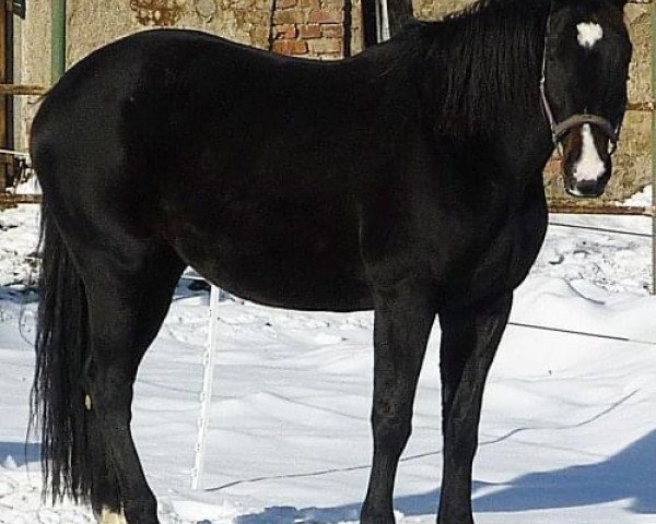 horse Irmgard v. d. Heide (German Sport Horse, 2005, from Doc Martens)