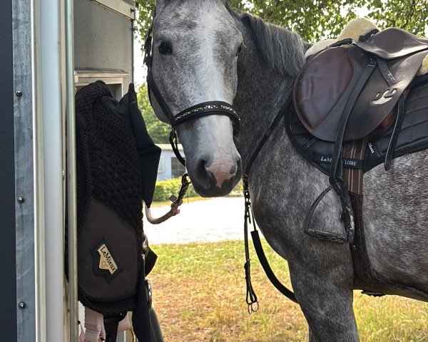 broodmare Colman's Little Frida LMC (Hanoverian, 2019, from Colman)