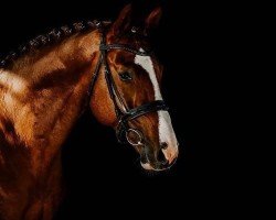 dressage horse Chacclarimos Boy (Oldenburg show jumper, 2015, from Chacco-Blue)