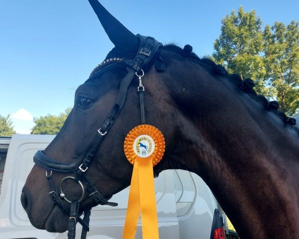 dressage horse Floredito (German Sport Horse, 2019, from Fürsten-Look)