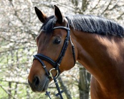 jumper Q.d.Vermont (Austrian Warmblood, 2010, from Verdi)