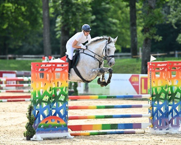 Cavallo da salto Dagobert Duesentrieb W (Hannoveriano, 2019, di Diacontinus)