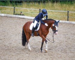 dressage horse King Casanova (German Riding Pony, 2012, from King of Dance)