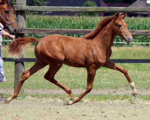 jumper Dahlia CD (Hanoverian, 2020, from Dohnanyi 5)