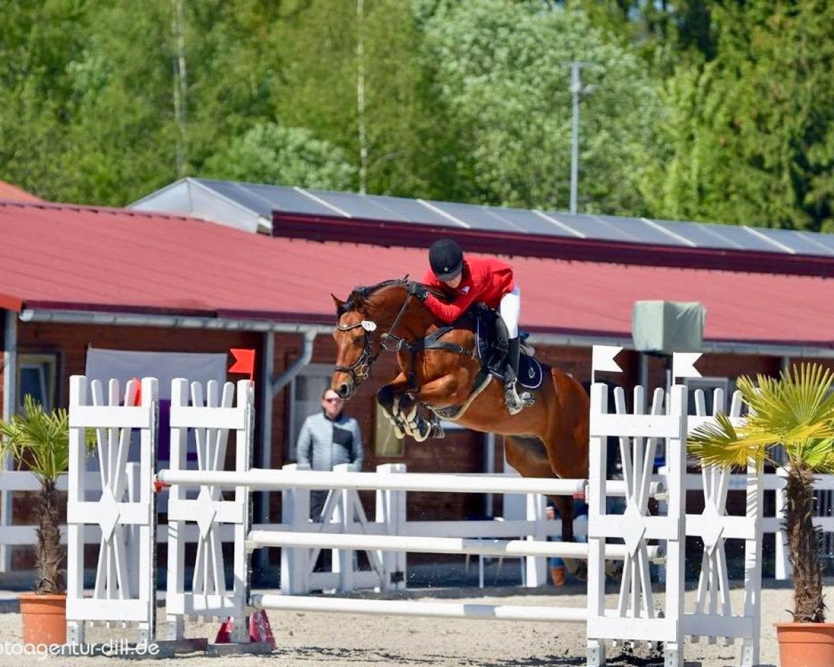 Springpferd Czingis Chan (Wielkopolska, 2007, von Hufiec)