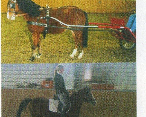 horse Sally (Welsh mountain pony (SEK.A), 2003, from Ceulan Sentinel)