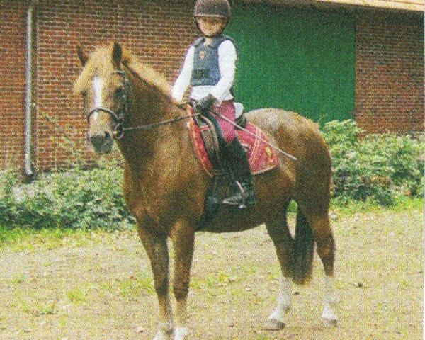 horse Tirion Foxymara (Welsh, 2004, from Rondeels Ming)