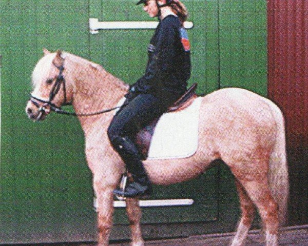 Pferd Hondsrug Pikatschu (Welsh, 2006, von Hondsrug Puccini)