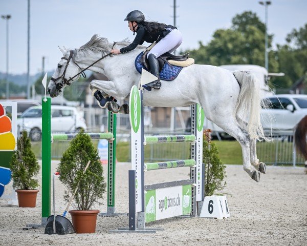 jumper Hulci (KWPN (Royal Dutch Sporthorse), 2012, from Spartacus TN)