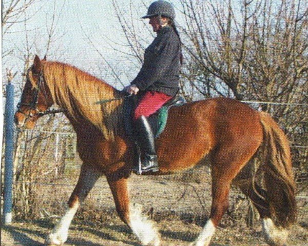 Zuchtstute Zamara (Welsh-Cob (Sek. D), 2006, von Brennabor Zenon)