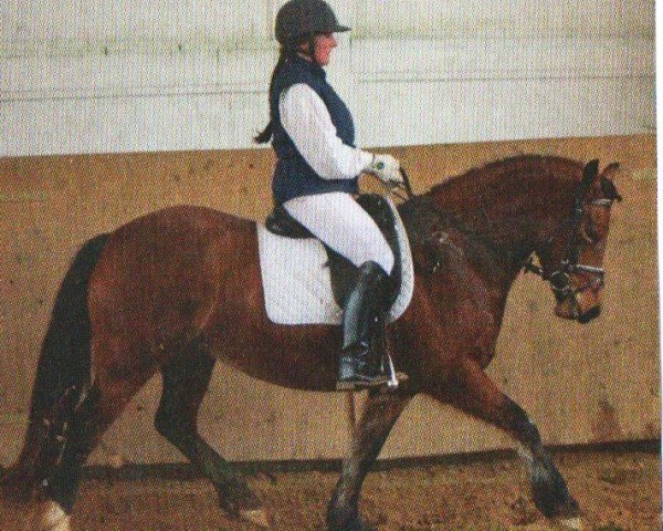 Pferd Zoraya (Welsh-Cob (Sek. D), 2006, von Brennabor Zenon)