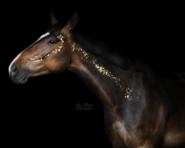 horse Thor (Oldenburg, 2021, from Total Hope OLD)