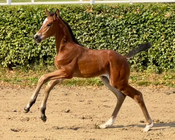 Fohlen von Coco's Chiquitita CS (Deutsches Sportpferd, 2025, von Comanchero)