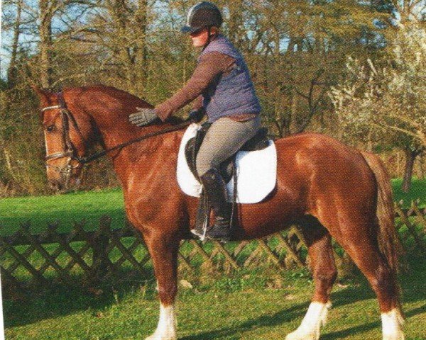 Pferd Lemon Cisco (Welsh-Cob (Sek. D), 2007, von Millstone Caerleon)