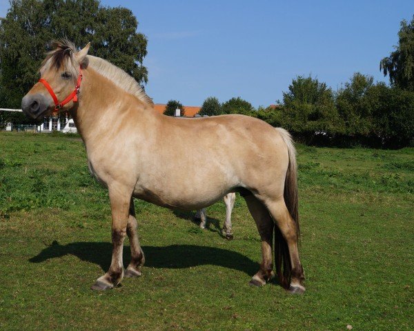 broodmare Litske van den Bosdries (Fjord Horse, 2010, from Brijol)
