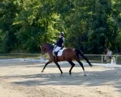 dressage horse Quinta 141 (Hanoverian, 2012, from Quaterback)