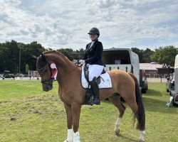 Dressurpferd Defoe 6 (Oldenburger, 2018, von Desperado)