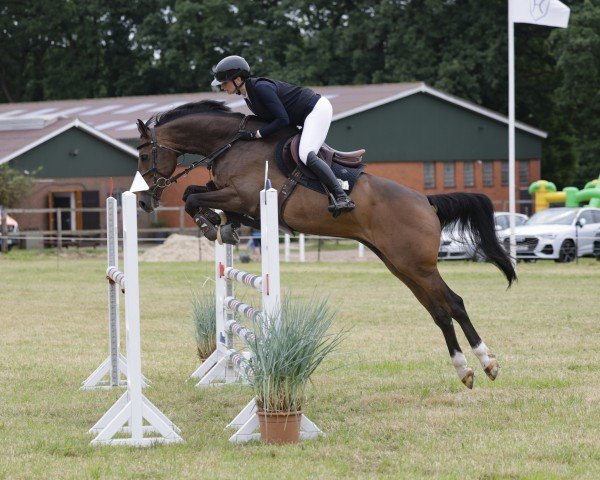 jumper Titus Talou (Holsteiner, 2015, from Taloubet Z)