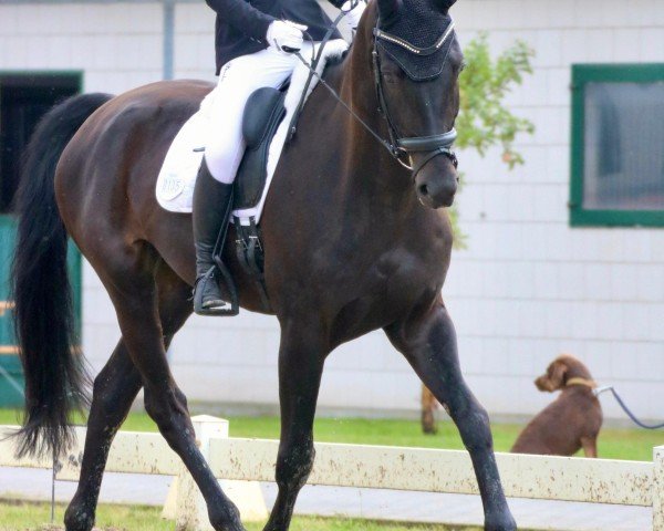 dressage horse Finnian R (Oldenburg, 2016, from Finest) dressage horse Finnian R (Oldenburg, 2016, from Finest)