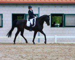 Cavallo da Dressage Finnian R (Oldenburger, 2016, di Finest)