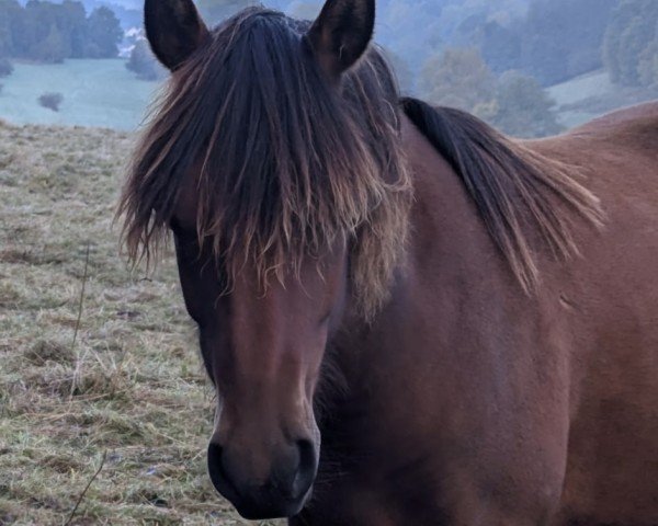 horse Valeo (German Riding Pony, 2023, from Vincent)