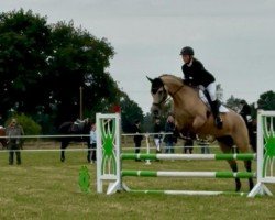 horse Supervisor (German Riding Pony, 2014, from Spring Star's Spirit)