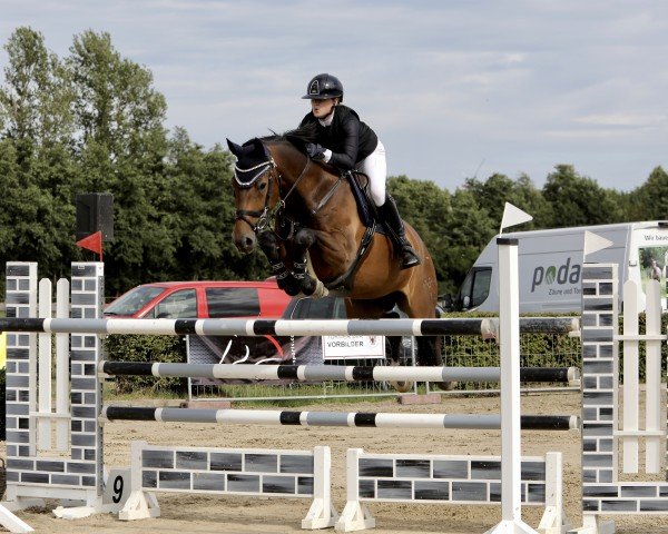 jumper Cliff (German Sport Horse, 2017, from Cellestial)