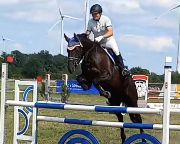 jumper Feine Dame 76 (Trakehner, 2013, from Schwarzgold)