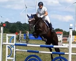jumper Feine Dame 76 (Trakehner, 2013, from Schwarzgold)