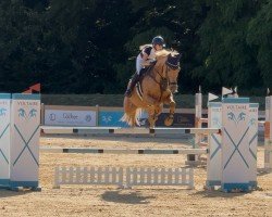 Springpferd Anrista (Tschechisches Warmblut, 2015, von Aristo Z)