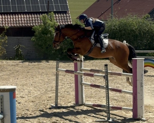 Springpferd Quick Stepp 5 (Holsteiner, 2008, von Quite Easy I) Springpferd Quick Stepp 5 (Holsteiner, 2008, von Quite Easy I)