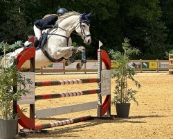 jumper Conner 78 (Oldenburg show jumper, 2016, from Cacun)