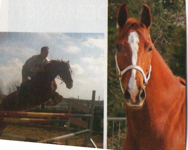 horse Poldi (German Sport Horse, 2004, from Paulaner)