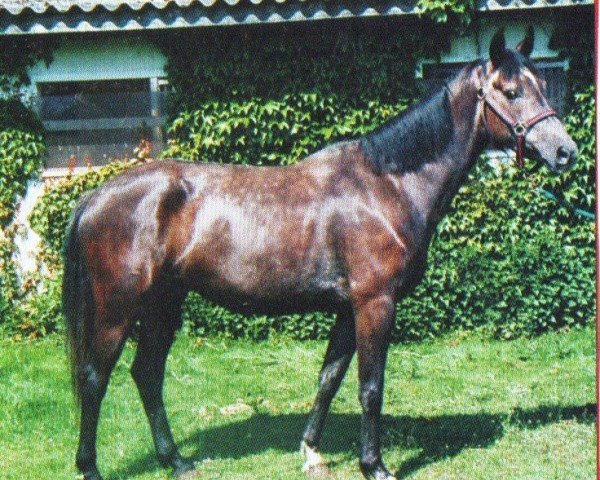Springpferd Vanessa 259 (KWPN (Niederländisches Warmblut), 2002, von Jacorde)
