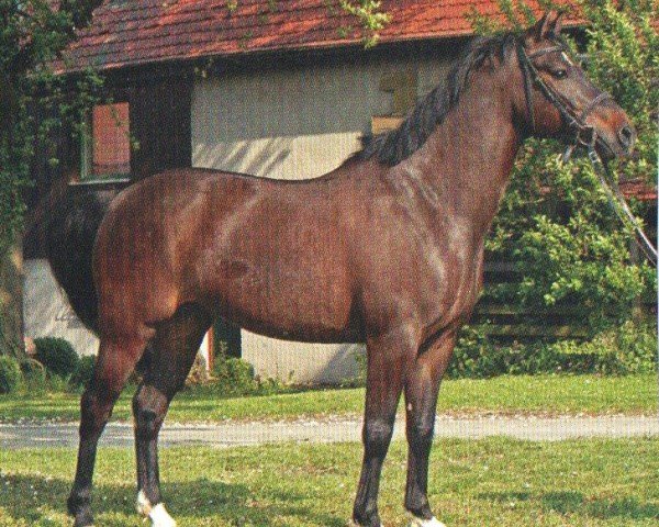 horse Leonardo (Württemberger, 1999, from Lightning Star)