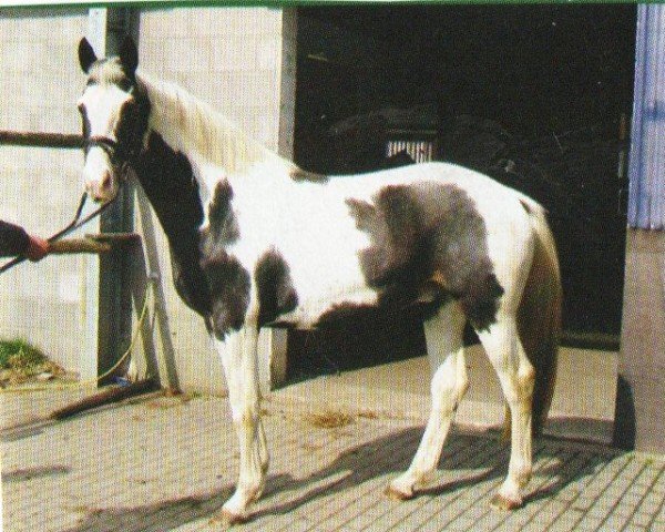 Springpferd Stoertebeker (Pinto/Kleines Reitpferd, 2000, von Sando Paso N)
