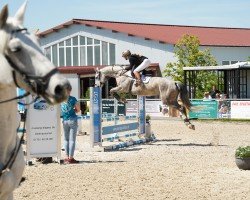 dressage horse Schorle Queen (Oldenburg show jumper, 2017, from Stalypso)